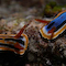 Nudis